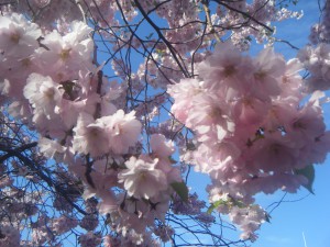 Sakura Stockholm 2013-05-10